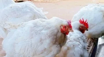 انخفاض أسعار الفراخ والسمك في سوهاج يعيد التوازن لسوق اللحوم والدواجن